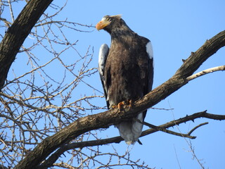 sea eagle on branch