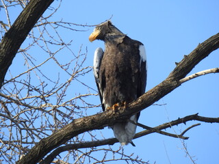 sea eagle on branch