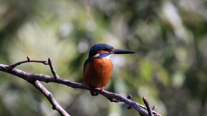木の枝の上のカワセミの写真
