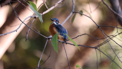 木の枝の上のカワセミの写真