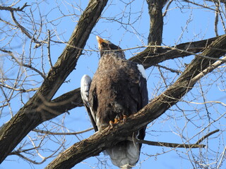 sea eagle on branch