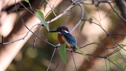 木の枝の上のカワセミの写真