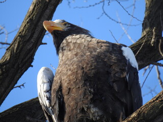 sea eagle on branch