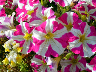 Background of red and white petunias flowers in garden