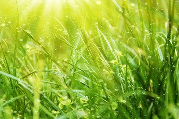 Fototapeta premium Fresh green grass
