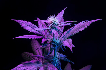 Purple medical cannabis plant on black background. Aesthetic modern vibrant look of marijuana hemp with big leaves and bud flower