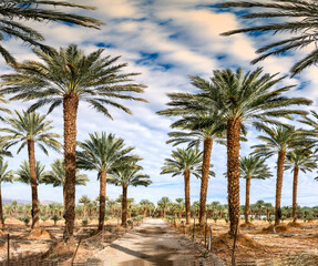 Fototapeta na wymiar Gravel road among date palm plantations, agriculture industry of the desert and arid areas of the Middle East