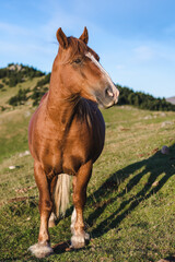 Obraz premium Brown horse in the mountains.