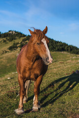 Fototapeta na wymiar Brown horse in a meadow