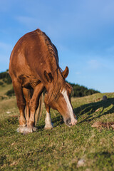 Brown horse grazing in the mountains.