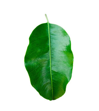 Isoalted Mimusops elengi or bullet wood leaf on white background with clipping path