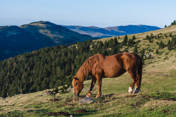 Fototapeta na wymiar Horse grazing on the mountain