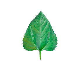 Isolated Sunflower leaf on white background with clipping path