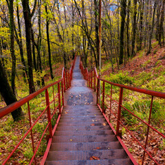 Path in natural park with autumn trees