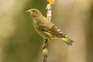 Fototapeta premium Pajaro verderon en el bosque