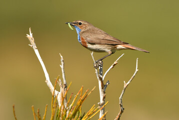 Pechiazul en primavera en la sierra de gredos