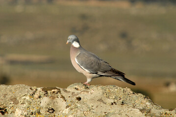 Paloma torcaz en una piedra