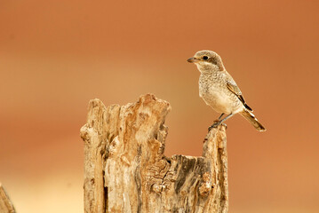 alcaudones en la naturaleza