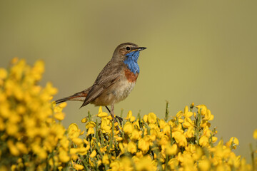 Pechiazul en primavera en la sierra de gredos