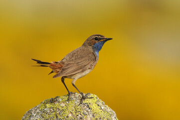 Pechiazul en primavera en la sierra de gredos