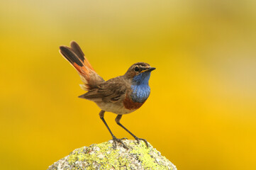 Pechiazul en primavera en la sierra de gredos