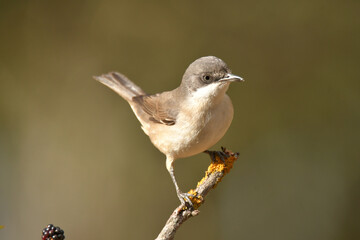 Curruca mirlona en el bosque