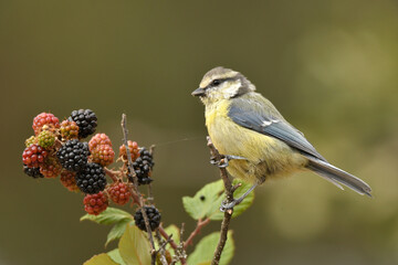 Obraz premium Herrerillo en el campo