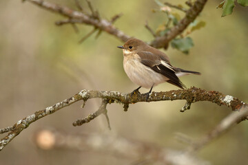 Papamoscas cerrojillo en una ramita de encina