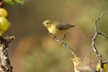 Pajaro mosquitero en una ramita