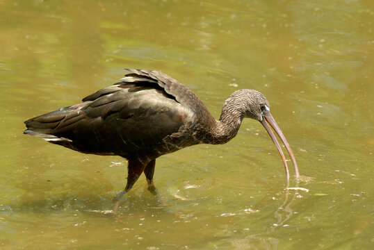 Morito en una charca de rio