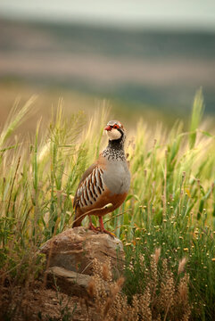 Perdices en el campo en primavera