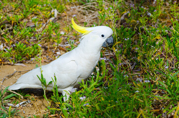 Close-up Adorable "sulphur-crested" cockatoo in the garden, eating some plants.