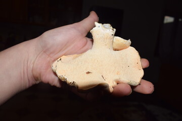 Hydnum repandum, commonly known as the sweet tooth, wood hedgehog or hedgehog mushroom, held in hand