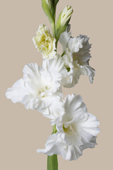 Delicate white gladiolus flower on a beige background. - obrazy, fototapety, plakaty