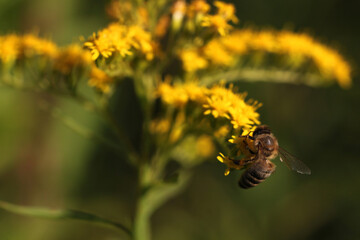 European honey bee ( apis mellifera ) collecting nectar and pollen on a Giant goldenrod flower ( Solidago gigantea ) with yellow blossoms