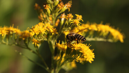 European honey bee ( apis mellifera ) collecting nectar and pollen on a Giant goldenrod flower ( Solidago gigantea ) with yellow blossoms - obrazy, fototapety, plakaty
