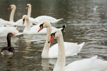 A flock of swans swimming in the river Isar, Munich Bavaria