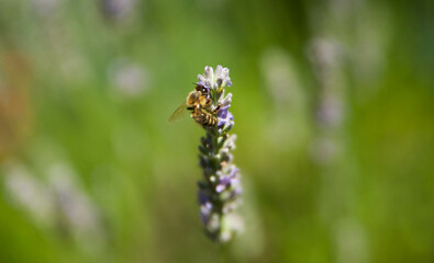Lavender - honey bee on lavender in Provence
