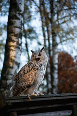 Screaming owl in the forest on an autumn day, Germany