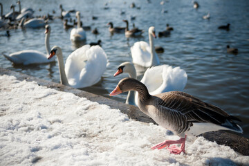 A flock of swans and ducks resting on a brook from castle Nymphenburg in Munich Bavaria