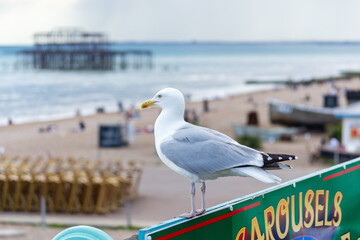 Western Gull sitting on a sign overlooking Brighton Beach and the derelict West Pier.
