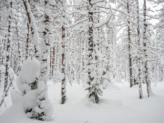 Trees in the forest covered with a thick layer of fresh snow after a snowfall. Forest in the snow in Karelia, northwest of Russia.