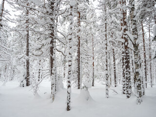 Trees in the forest covered with a thick layer of fresh snow after a snowfall. Forest in the snow in Karelia, northwest of Russia.