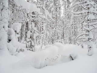Trees in the forest covered with a thick layer of fresh snow after a snowfall. Forest in the snow in Karelia, northwest of Russia.