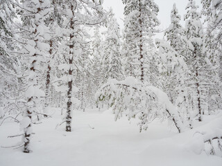 Trees in the forest covered with a thick layer of fresh snow after a snowfall. Forest in the snow in Karelia, northwest of Russia.