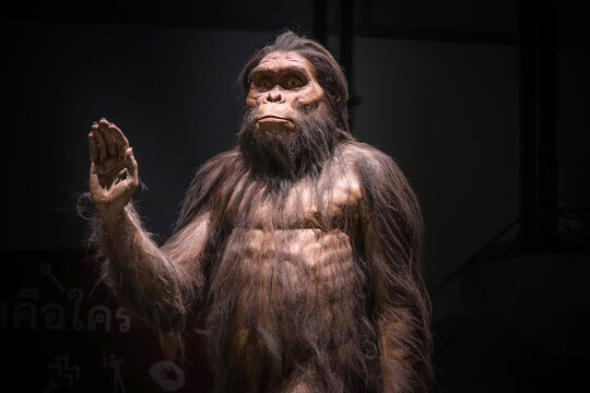 Bangkok, Thailand - November 13 2020: Australopithecus at Rama9 museum, Australopithecus afarensis is an extinct species of an early human