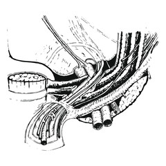 Anatomical drawing of the male inguinal region, spermatic funiculus. Black and white vector