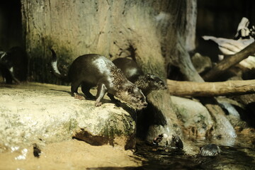 Fototapeta premium otter