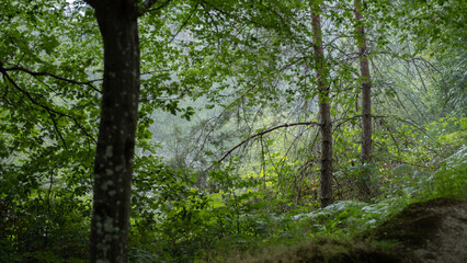 Forest under the rain