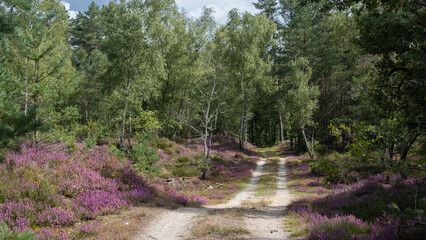 Path in the forest of Sologne